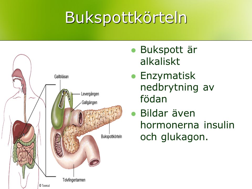 Bukspottkörteln Bukspott är alkaliskt Enzymatisk nedbrytning av födan