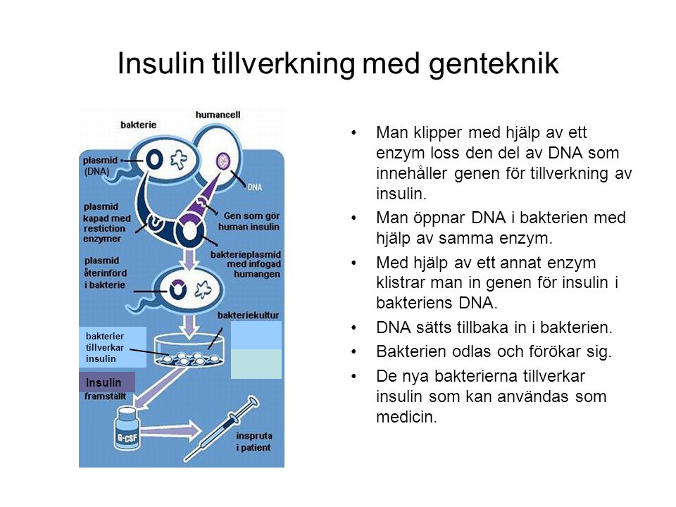 Insulin tillverkning med genteknik