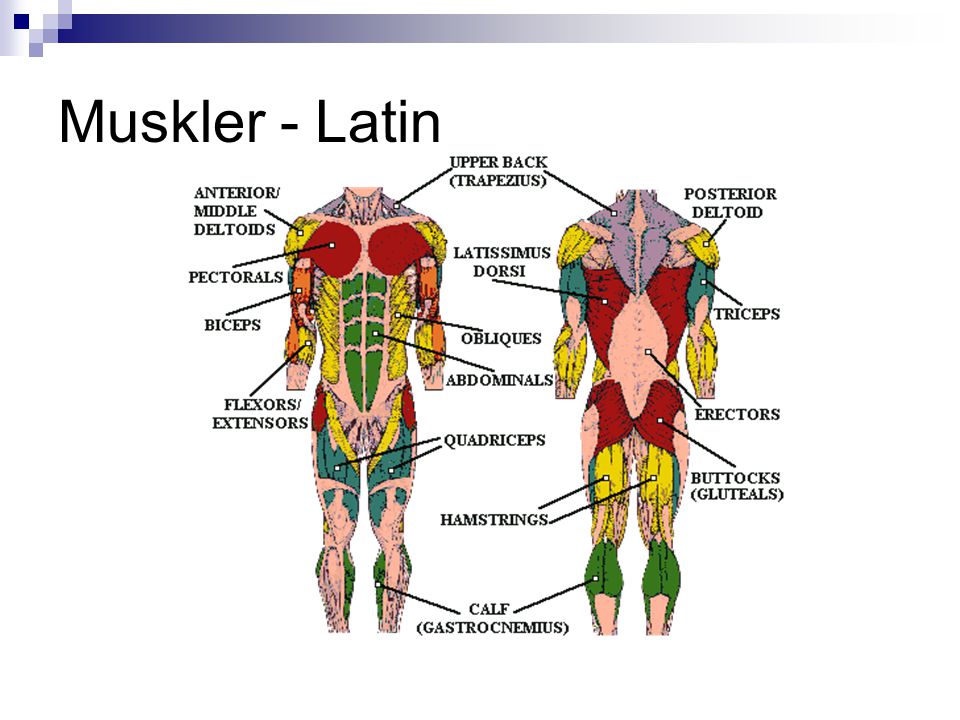 Muskler - Latin