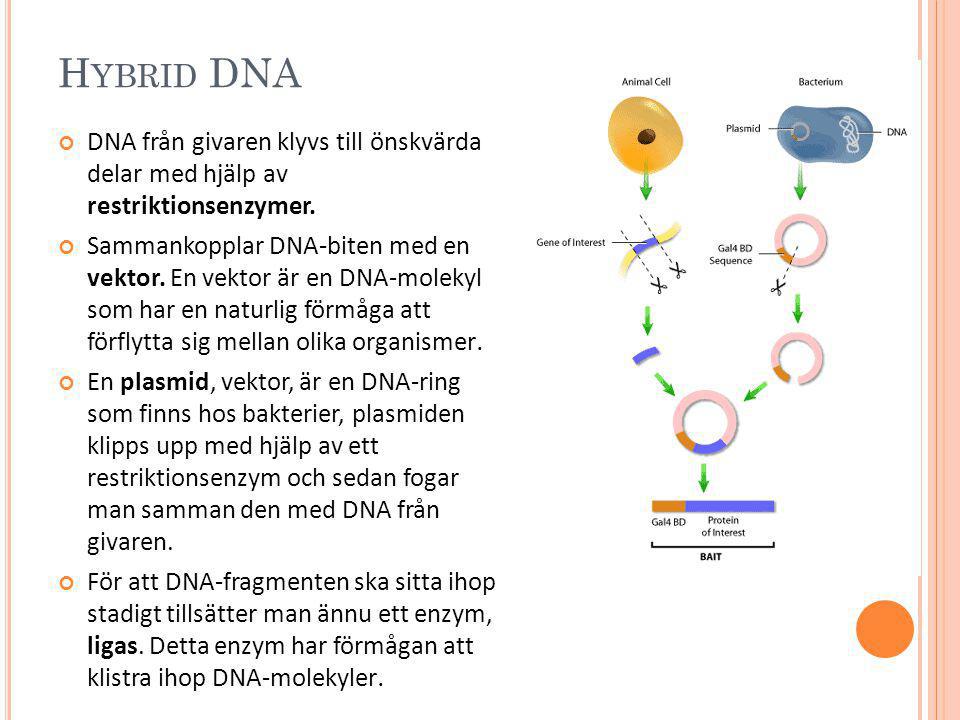Hybrid DNA DNA från givaren klyvs till önskvärda delar med hjälp av restriktionsenzymer.