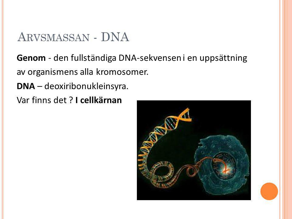 Arvsmassan - DNA
