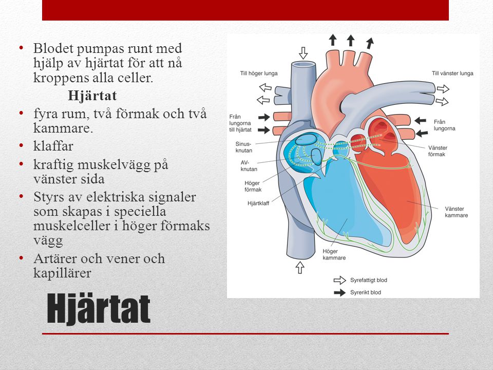 Blodet pumpas runt med hjälp av hjärtat för att nå kroppens alla celler.