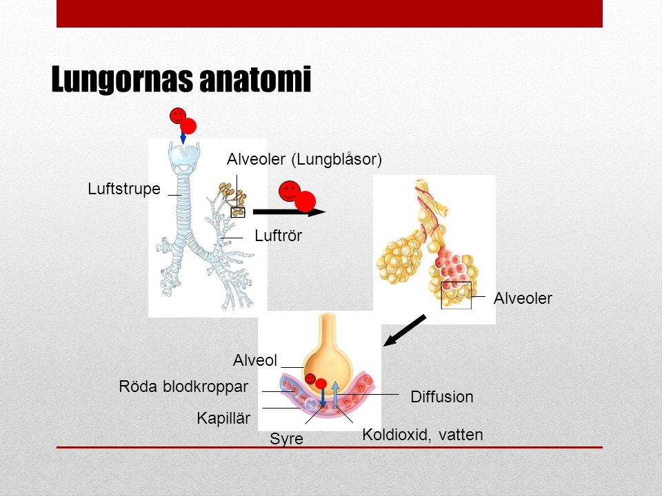 Lungornas anatomi Alveoler (Lungblåsor) Luftstrupe Luftrör Alveoler