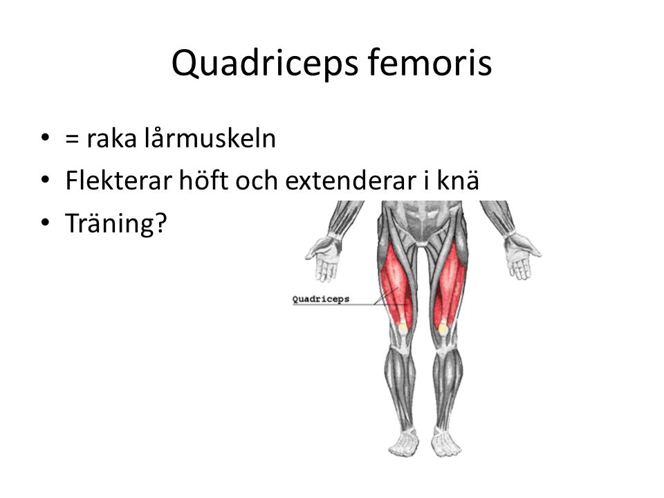 Quadriceps femoris = raka lårmuskeln
