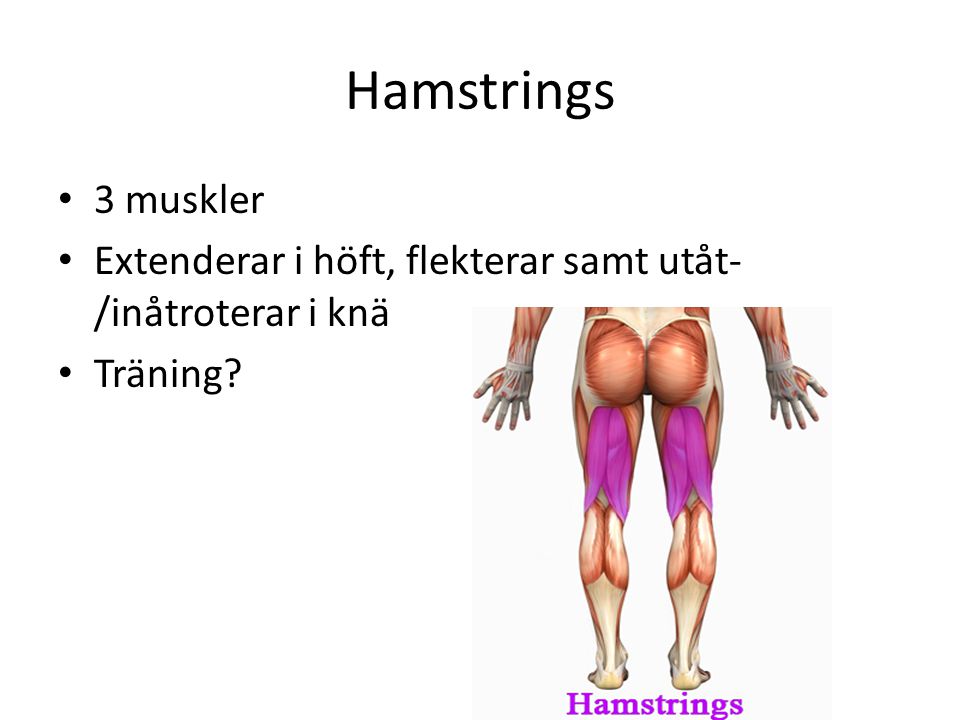Hamstrings 3 muskler Extenderar i höft, flekterar samt utåt-/inåtroterar i knä Träning