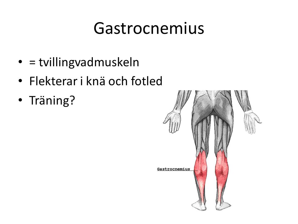 Gastrocnemius = tvillingvadmuskeln Flekterar i knä och fotled Träning