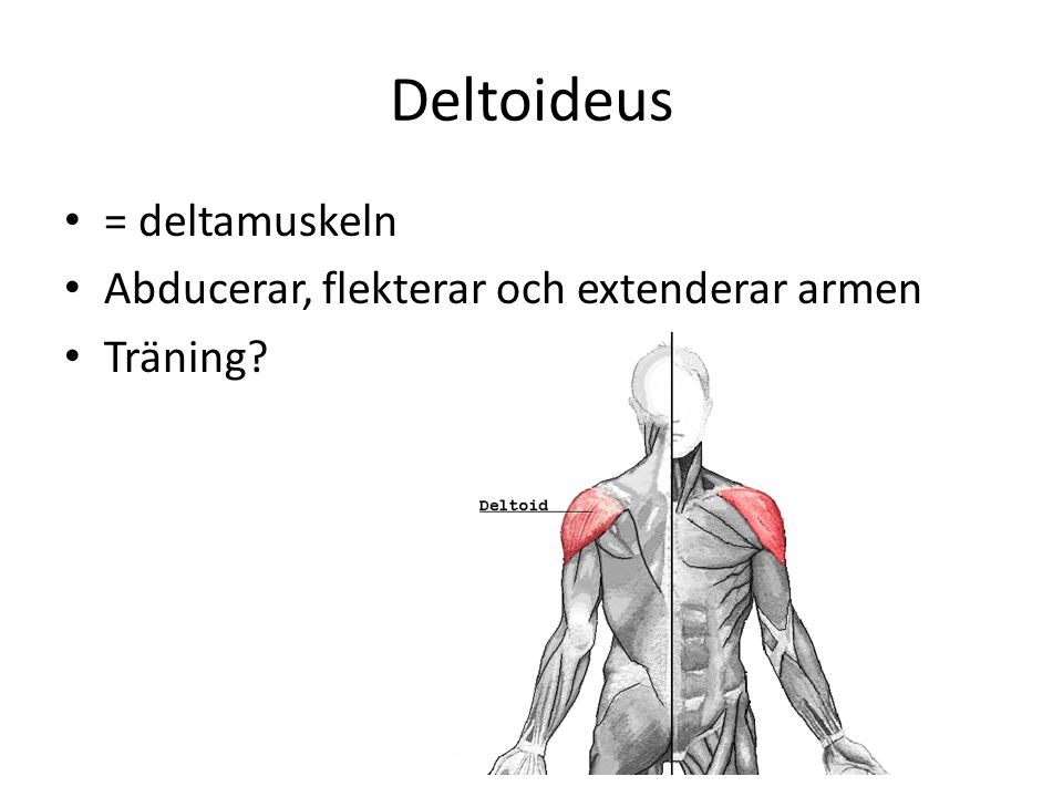 Deltoideus = deltamuskeln Abducerar, flekterar och extenderar armen