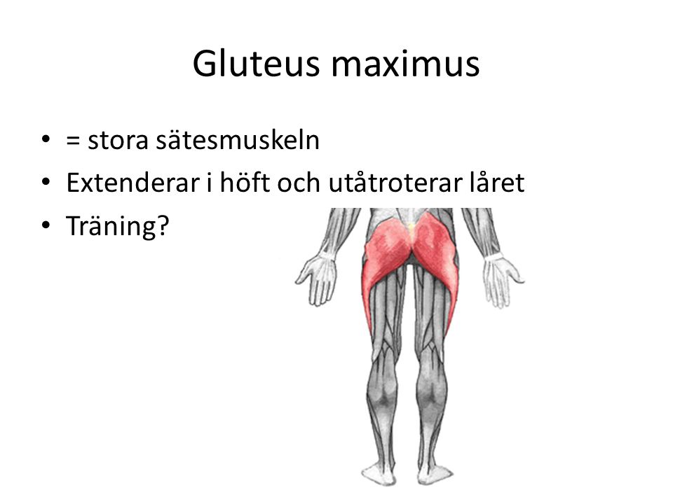 Gluteus maximus = stora sätesmuskeln