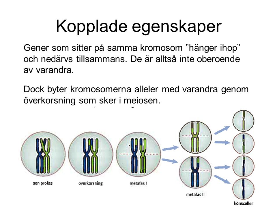 Kopplade egenskaper Gener som sitter på samma kromosom hänger ihop och nedärvs tillsammans. De är alltså inte oberoende av varandra.