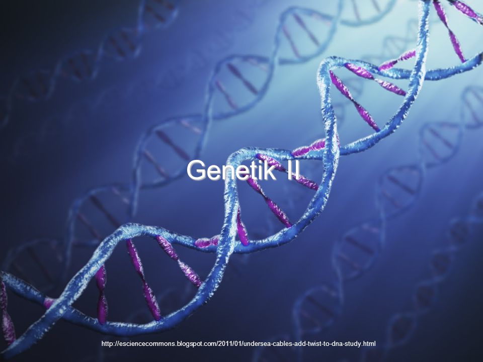 Genetik II