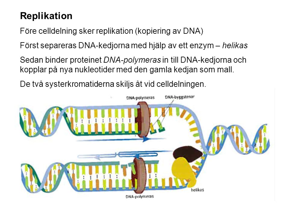 Replikation Före celldelning sker replikation (kopiering av DNA)