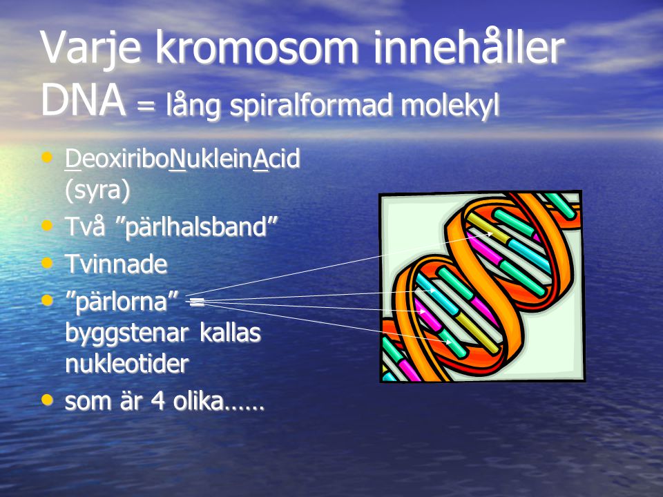 Varje kromosom innehåller DNA = lång spiralformad molekyl