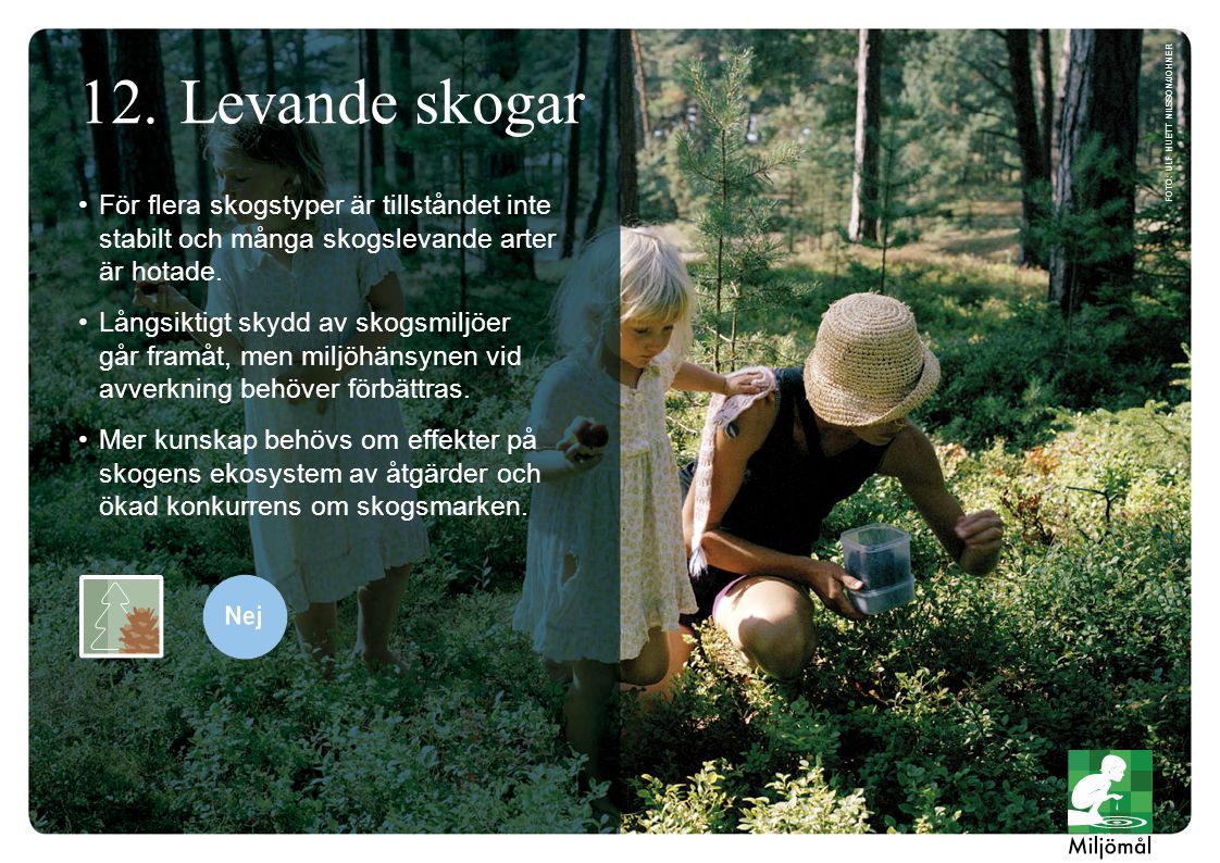 Levande skogar foto: Ulf Huett Nilsson/JOHNER. För flera skogstyper är tillståndet inte stabilt och många skogslevande arter är hotade.