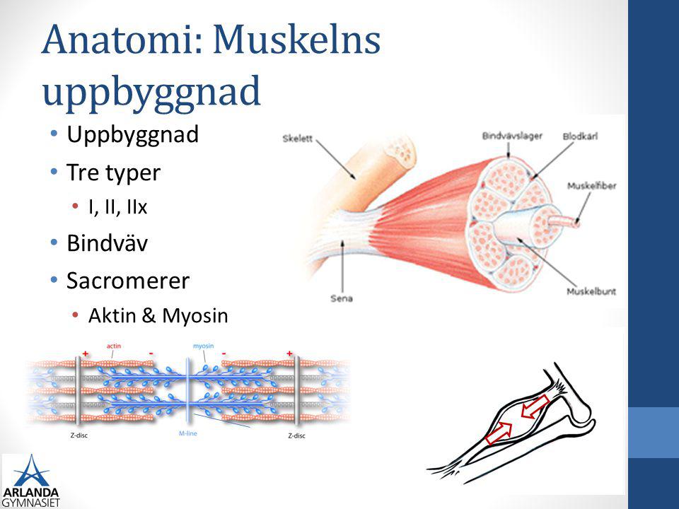 Anatomi: Muskelns uppbyggnad