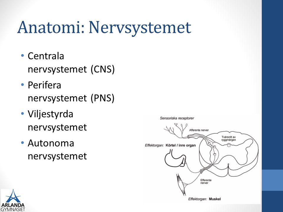 Anatomi: Nervsystemet