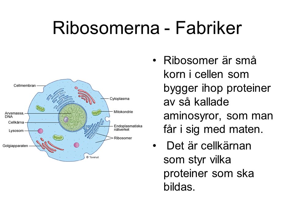Ribosomerna - Fabriker