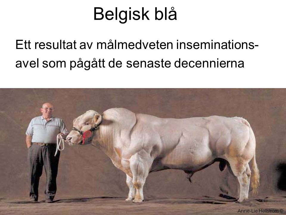 Belgisk blå Ett resultat av målmedveten inseminations-
