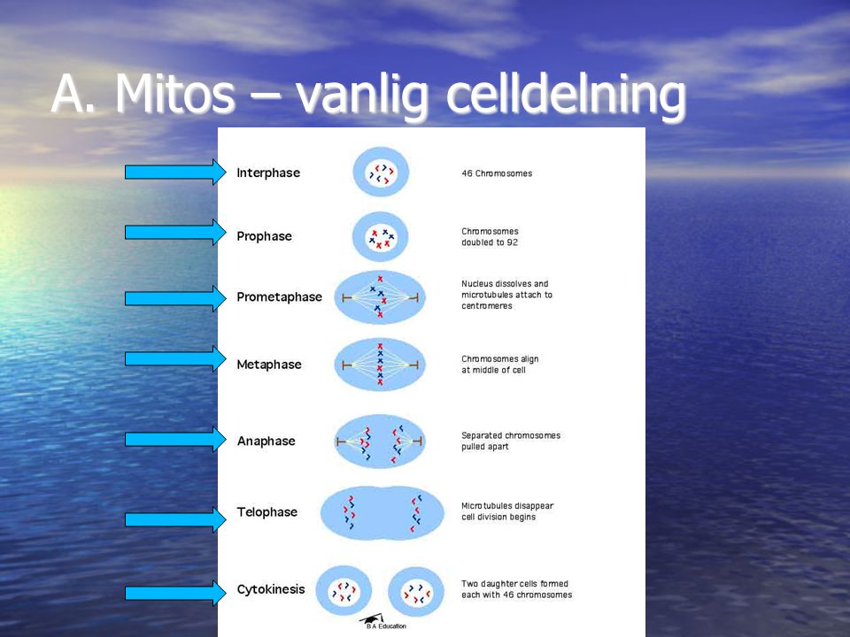 A. Mitos – vanlig celldelning