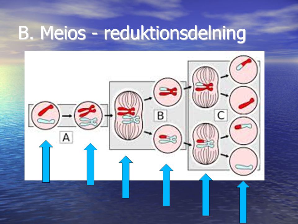 B. Meios - reduktionsdelning