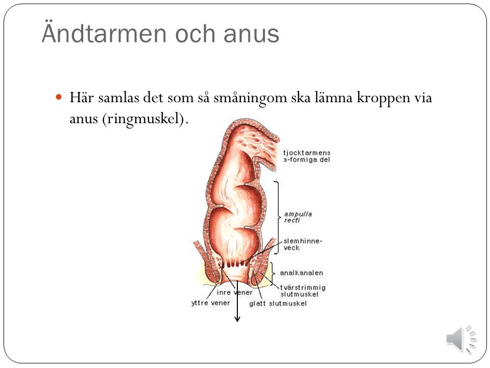 Ändtarmen och anus Här samlas det som så småningom ska lämna kroppen via anus (ringmuskel).