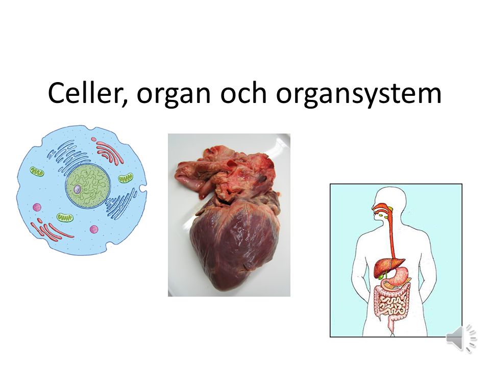 Celler, organ och organsystem