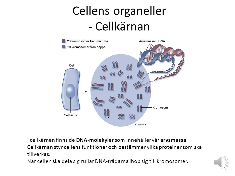 Cellens organeller - Cellkärnan