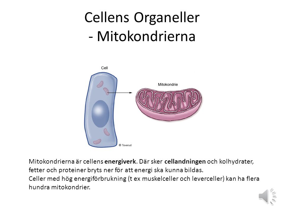 Cellens Organeller - Mitokondrierna