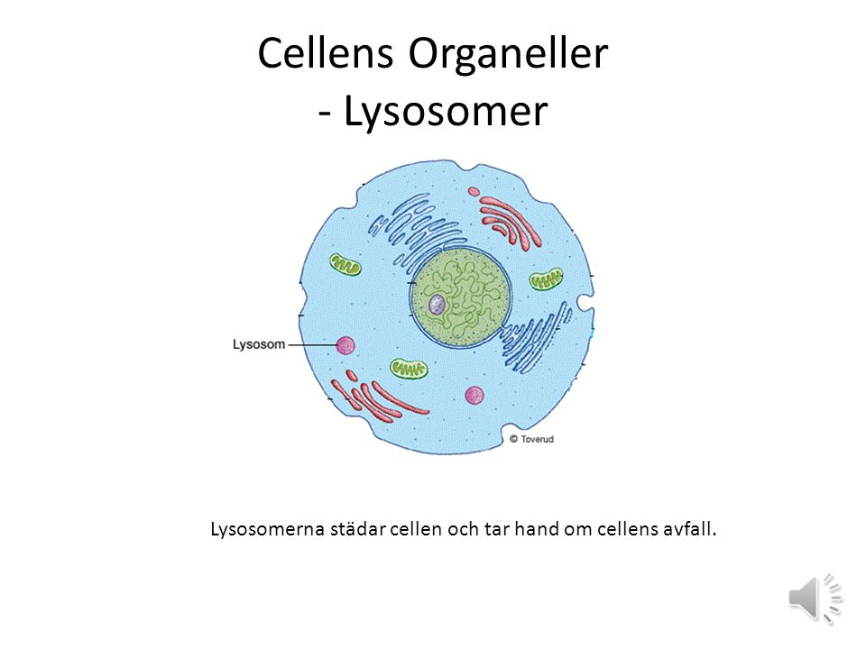 Cellens Organeller - Lysosomer