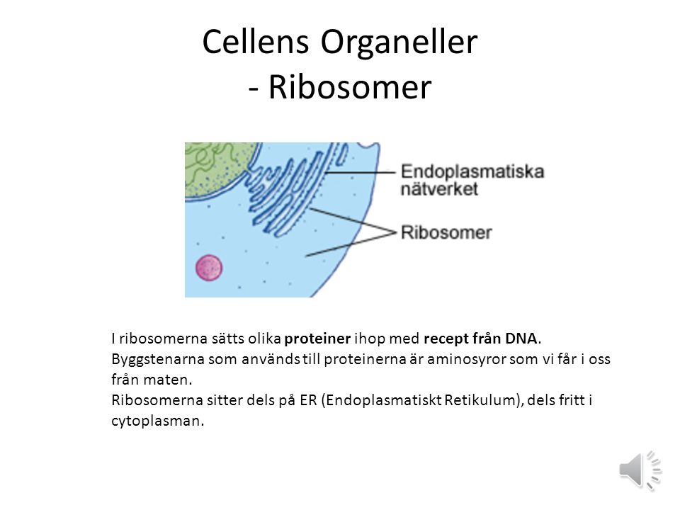 Cellens Organeller - Ribosomer