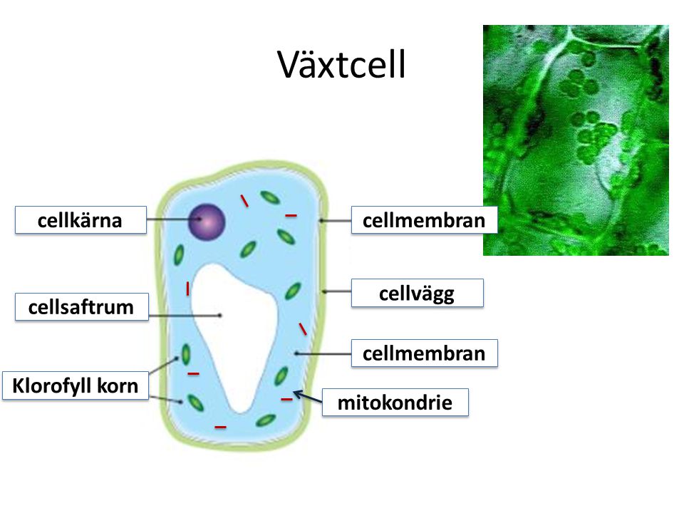 Växtcell cellkärna cellmembran cellvägg cellsaftrum cellmembran