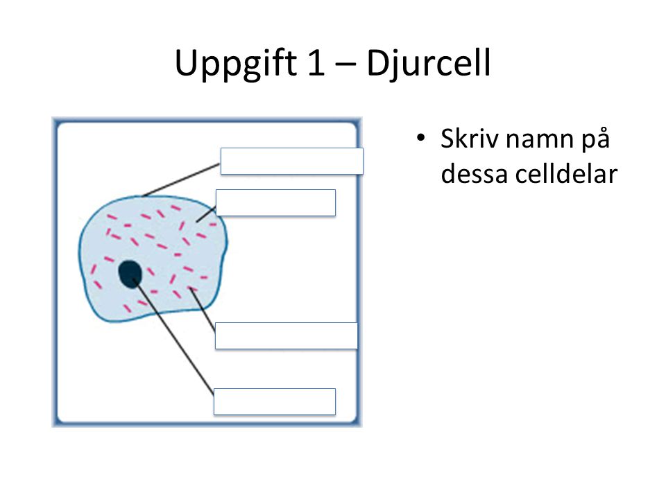 Uppgift 1 – Djurcell Skriv namn på dessa celldelar