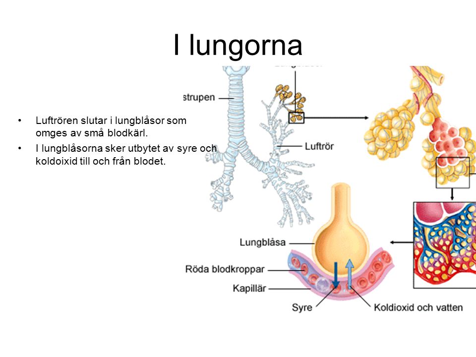 I lungorna Luftrören slutar i lungblåsor som omges av små blodkärl.