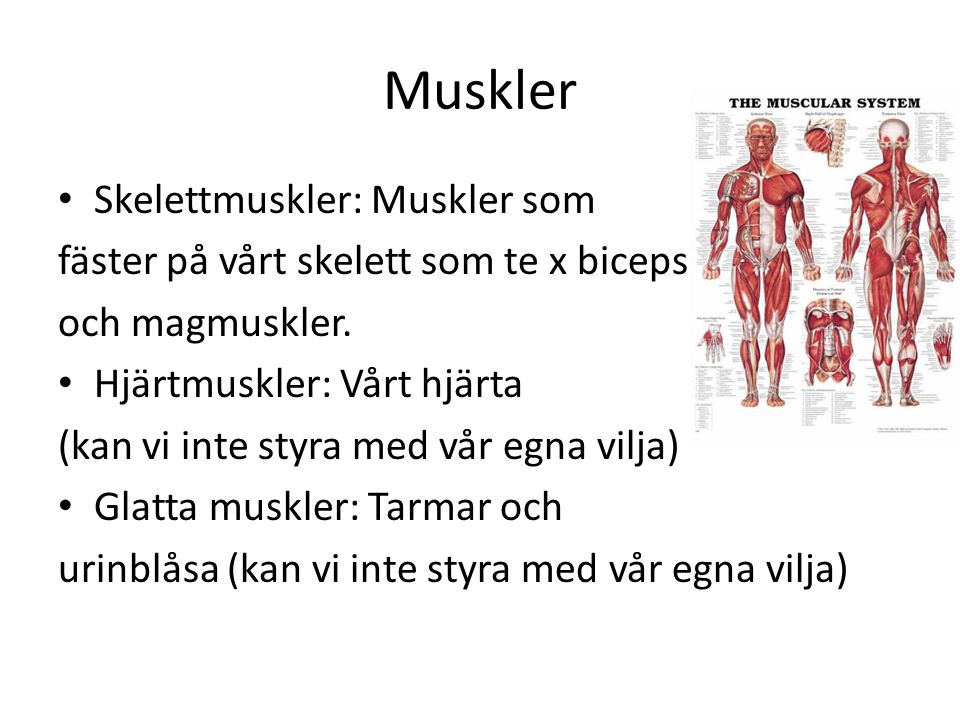 Muskler Skelettmuskler: Muskler som
