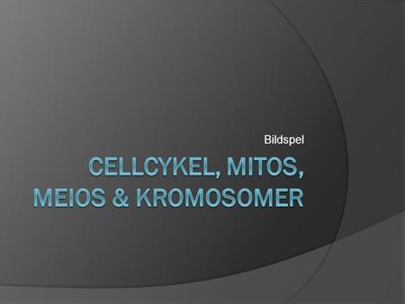 Cellcykel, Mitos, Meios & kromosomer