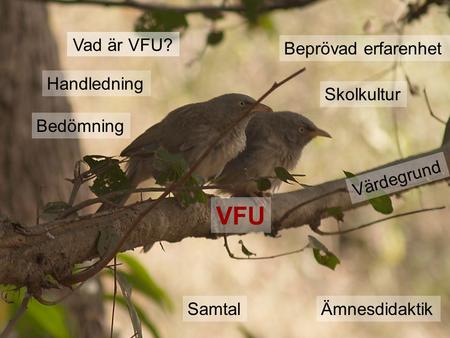VFU Vad är VFU? Bedömning Handledning Samtal Beprövad erfarenhet Skolkultur Ämnesdidaktik Värdegrund.