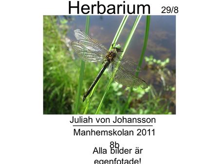 Herbarium Juliah von Johansson 8b Manhemskolan 2011 ________________ Alla bilder är egenfotade! 29/8.