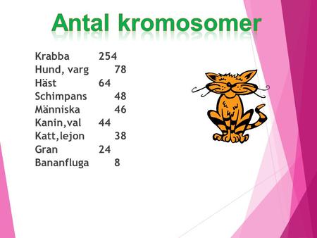 Antal kromosomer Krabba 254 Hund, varg 78 Häst 64 Schimpans 48 Människa 46 Kanin,val 44 Katt,lejon 38 Gran 24 Bananfluga 8.