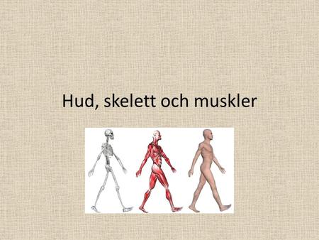 Hud, skelett och muskler