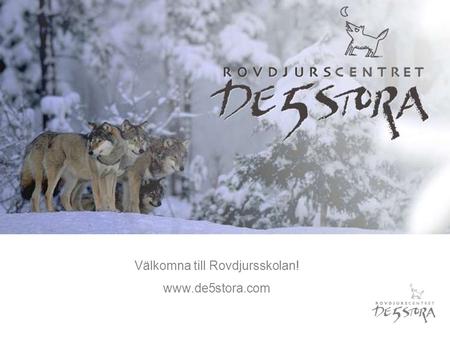 Välkomna till Rovdjursskolan! www.de5stora.com. Ni ska snart gå vår Rovdjursskola. Då ska ni få veta massor om de stora rovdjuren.