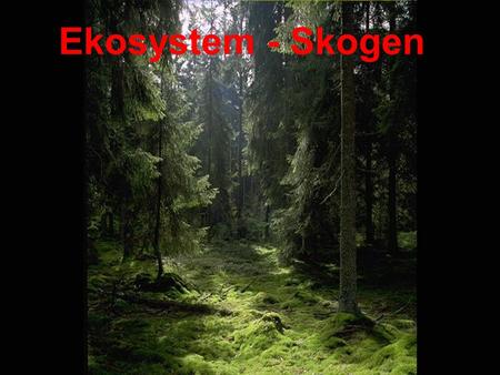 Ekosystem - Skogen.