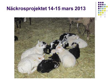 Näckrosprojektet mars 2013