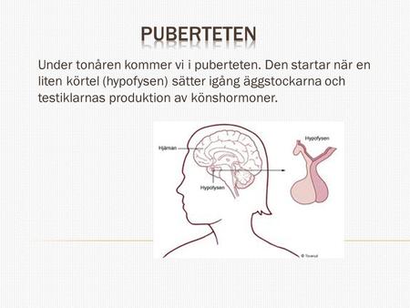 Puberteten Under tonåren kommer vi i puberteten. Den startar när en liten körtel (hypofysen) sätter igång äggstockarna och testiklarnas produktion av könshormoner.