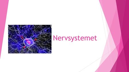 Nervsystemet.