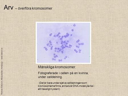 Arv – överföra kromosomer