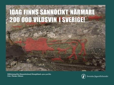 IDAG finns sannolikt närmare vildsvin i Sverige!
