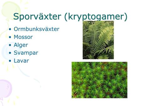 Sporväxter (kryptogamer)