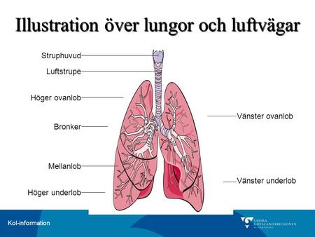 Illustration över lungor och luftvägar