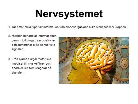 Nervsystemet 1. Tar emot olika typer av information från sinnesorgan och olika sinnesceller i kroppen. 2. Hjärnan behandlar informationen genom tolkningar,