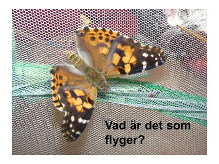 Vad är det som flyger?.