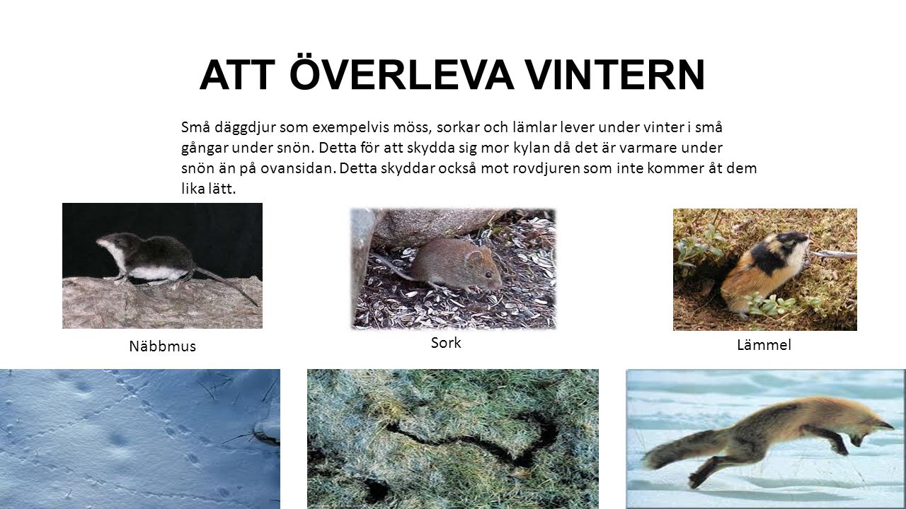 ATT ÖVERLEVA VINTERN Små däggdjur som exempelvis möss, sorkar och lämlar  lever under vinter i små gångar under snön. Detta för att skydda sig mor  kylan. - ppt video online ladda ner